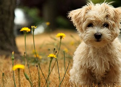 животные, собаки, щенки, полевые цветы - случайные обои для рабочего стола