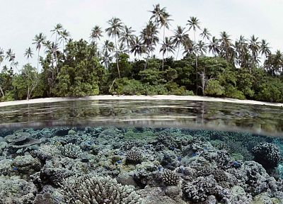 острова, пальмовые деревья, коралловый риф, Соломоновы Острова, сплит- просмотр - копия обоев рабочего стола