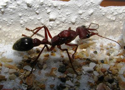 животные, насекомые, муравьи, бульдог муравей - оригинальные обои рабочего стола