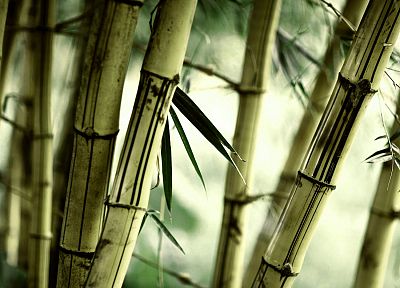 природа, бамбук, растения - обои на рабочий стол
