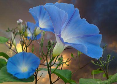 природа, цветы, синие цветы - обои на рабочий стол