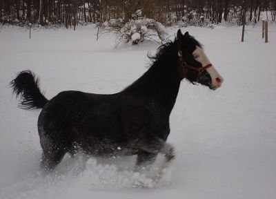 зима, лошади - случайные обои для рабочего стола