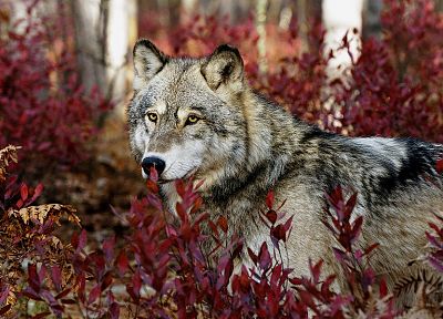 природа, леса, животные, волки - случайные обои для рабочего стола