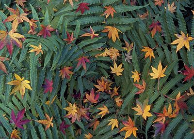 зеленый, Япония, Токио, листья, японский, папоротники, опавшие листья - обои на рабочий стол