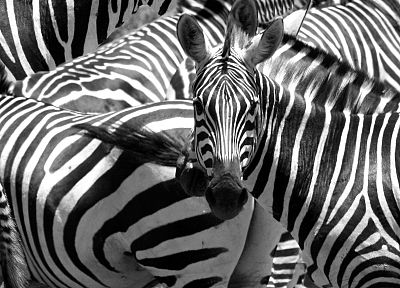 животные, зебры - случайные обои для рабочего стола