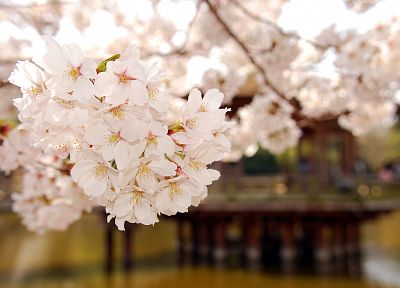 вишни в цвету, деревья, цветы - похожие обои для рабочего стола