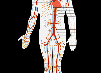 анатомия - обои на рабочий стол