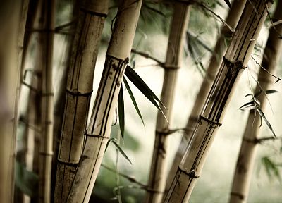 природа, леса, листья, бамбук, растения - случайные обои для рабочего стола