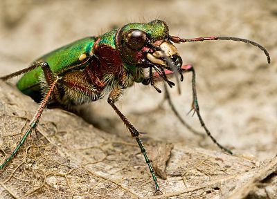 насекомые, жуки, переливчатость - случайные обои для рабочего стола