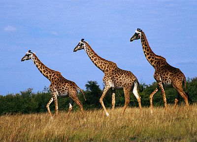 животные, жирафы - оригинальные обои рабочего стола