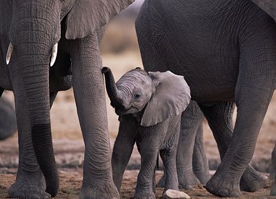 животные, слоны, слоненок, ребенок животных - копия обоев рабочего стола