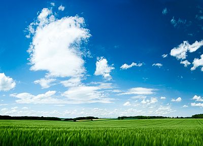 природа, трава, небо, голубое небо - обои на рабочий стол