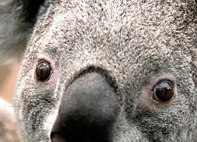 животные, коал - случайные обои для рабочего стола