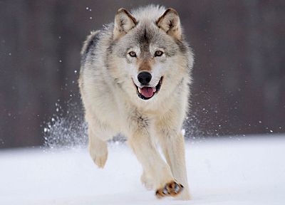 снег, животные, Миннесота, волки - случайные обои для рабочего стола