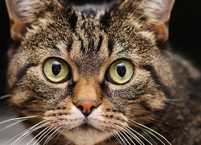 кошки, животные, HDR фотографии - случайные обои для рабочего стола