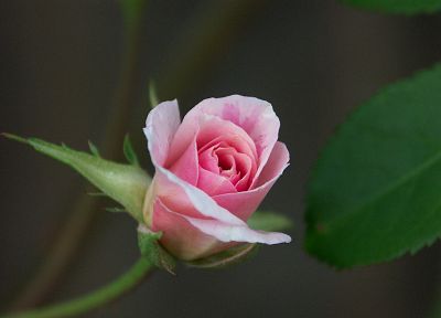 цветы, розы, розовые цветы, розовые розы - оригинальные обои рабочего стола