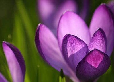 природа, цветы, крокус, фиолетовые цветы - похожие обои для рабочего стола