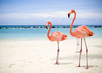 птицы, животные, фламинго - похожие обои для рабочего стола