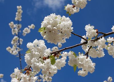 вишни в цвету, цветы, цветы, белые цветы - оригинальные обои рабочего стола