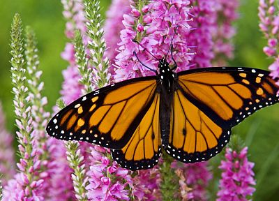 Канада, растения, монарх, бабочки - похожие обои для рабочего стола
