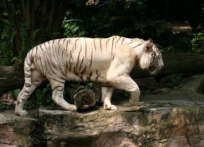 животные, тигры, белый тигр - похожие обои для рабочего стола