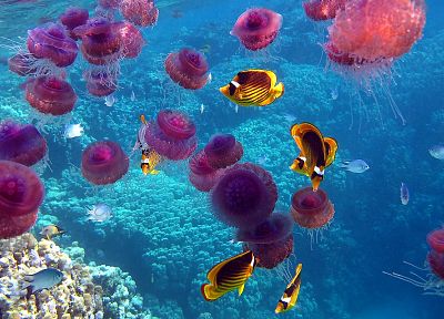 природа, рыба, медуза, под водой, коралловый риф, морская - случайные обои для рабочего стола