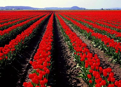 природа, цветы, поля, весна, тюльпаны, красные цветы - обои на рабочий стол