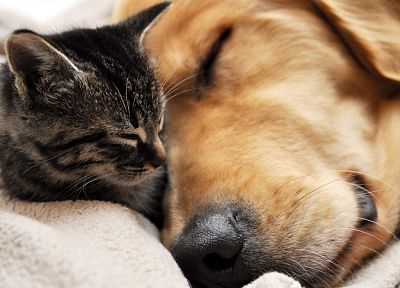 кошки, животные, собаки, спальный - похожие обои для рабочего стола