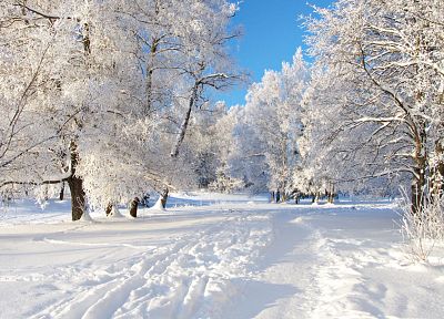 пейзажи, природа, снег, деревья - копия обоев рабочего стола