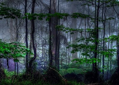 природа, деревья, темнота, леса, туман - обои на рабочий стол