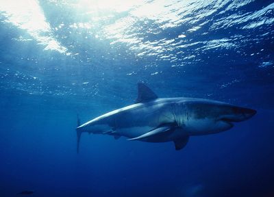 акулы, под водой - случайные обои для рабочего стола
