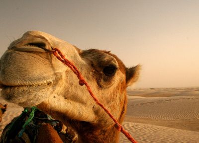 крупный план, природа, животные, пустыня, Египет, верблюдов - обои на рабочий стол