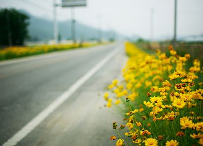 пейзажи, цветы, дороги, глубина резкости, желтые цветы - похожие обои для рабочего стола