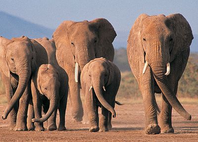 животные, живая природа, слоны - обои на рабочий стол