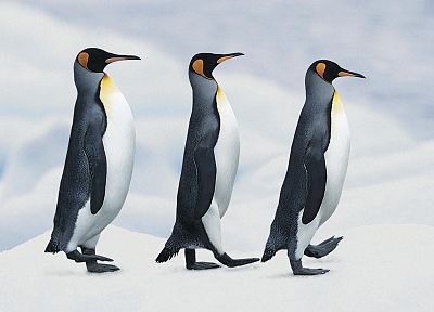 птицы, пингвины - случайные обои для рабочего стола