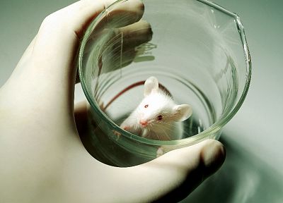наука, Стакан, ученые, альбинос, мыши - похожие обои для рабочего стола