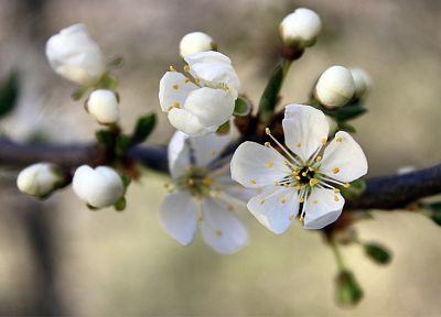 природа, цветы, белые цветы - похожие обои для рабочего стола