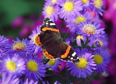 природа, многоцветный, цветы, животные, насекомые, лето, фиолетовые цветы, бабочки - обои на рабочий стол
