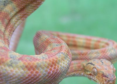 змеи, рептилии - похожие обои для рабочего стола