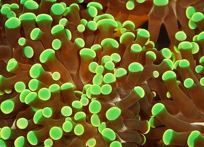 актинии, под водой, морская - случайные обои для рабочего стола
