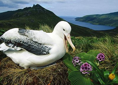 птицы, альбатрос - случайные обои для рабочего стола