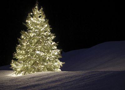ночь, Рождественские елки, тихий - обои на рабочий стол