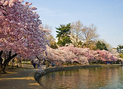 вишни в цвету, озера - похожие обои для рабочего стола