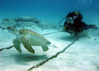 черепахи, подводное плавание, под водой, Кабо-Верде - копия обоев рабочего стола