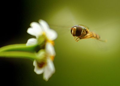 пейзажи, цветы, макро, пчелы - случайные обои для рабочего стола