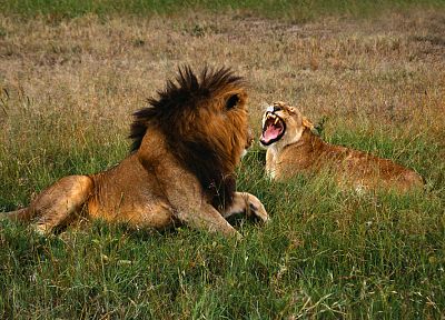 природа, животные, львы - случайные обои для рабочего стола