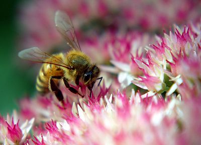 природа, цветы, насекомые, макро, пчелы, hymenopthera - случайные обои для рабочего стола