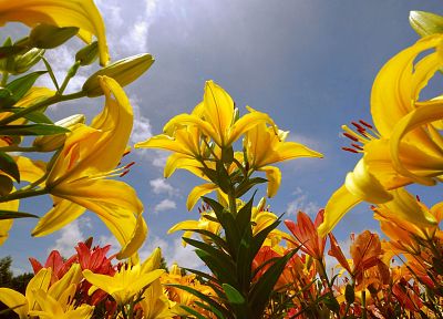 растения, солнечный свет, желтые цветы, голубое небо - случайные обои для рабочего стола