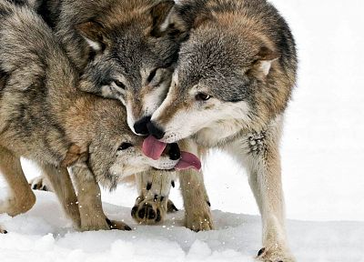 животные, волки - обои на рабочий стол