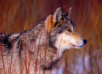 животные, живая природа, волки - обои на рабочий стол